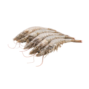 جمبري قشر يمني (1ك*10)