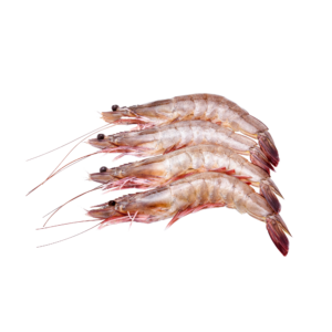 جمبري قشر اكوادوري (1ك*10)