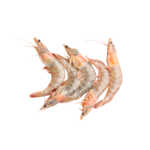 جمبري قشر عماني (1ك*10)